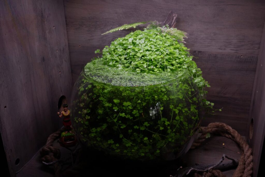 Four years old pond bowl.