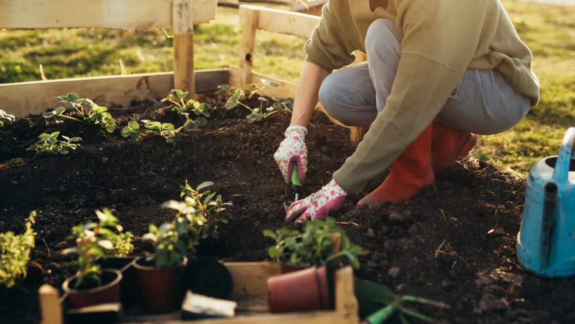 Gardener reveals brilliant hack to get jump-start during winter: ‘Love this’ One TikTok user shared a clever hack for starting your garden early by making milk jug greenhouses.