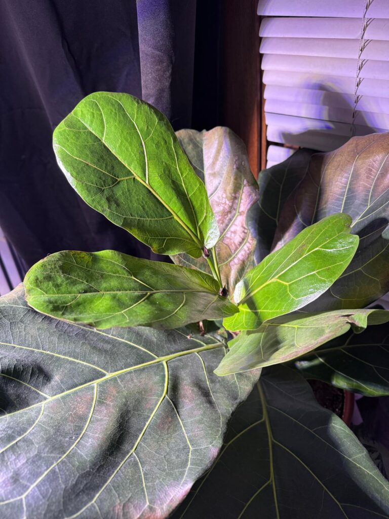 Should I propagate? Should I propagate?