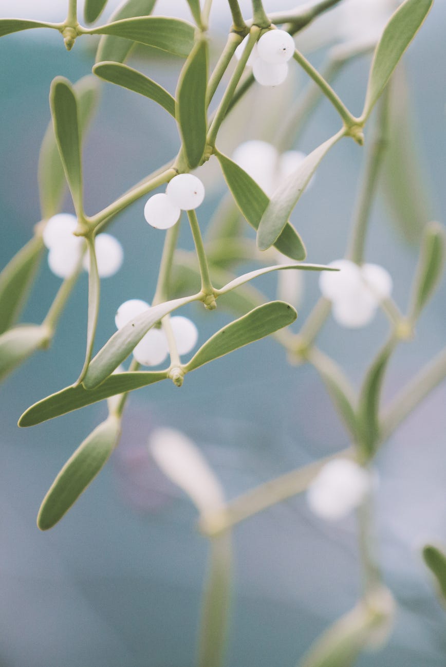 mistletoe  viscum album  with white berries