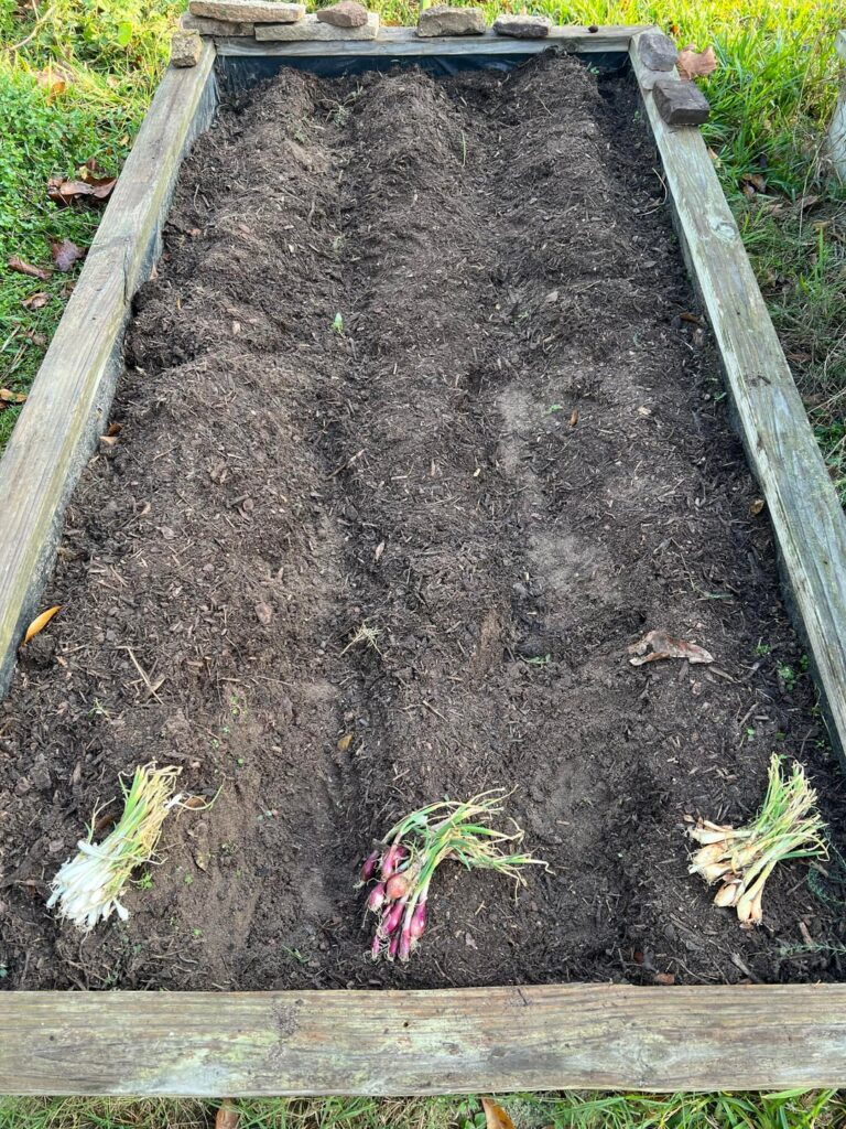 Planted Onions Today