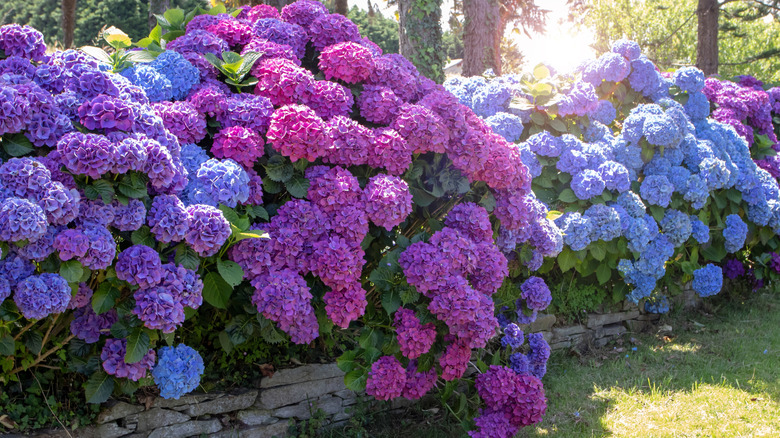 Multi-colored hydrangea bushes growing on a retaining wall.
