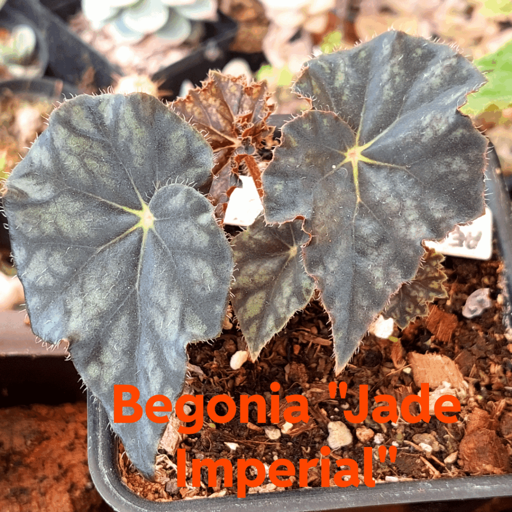 Nueva begonia.