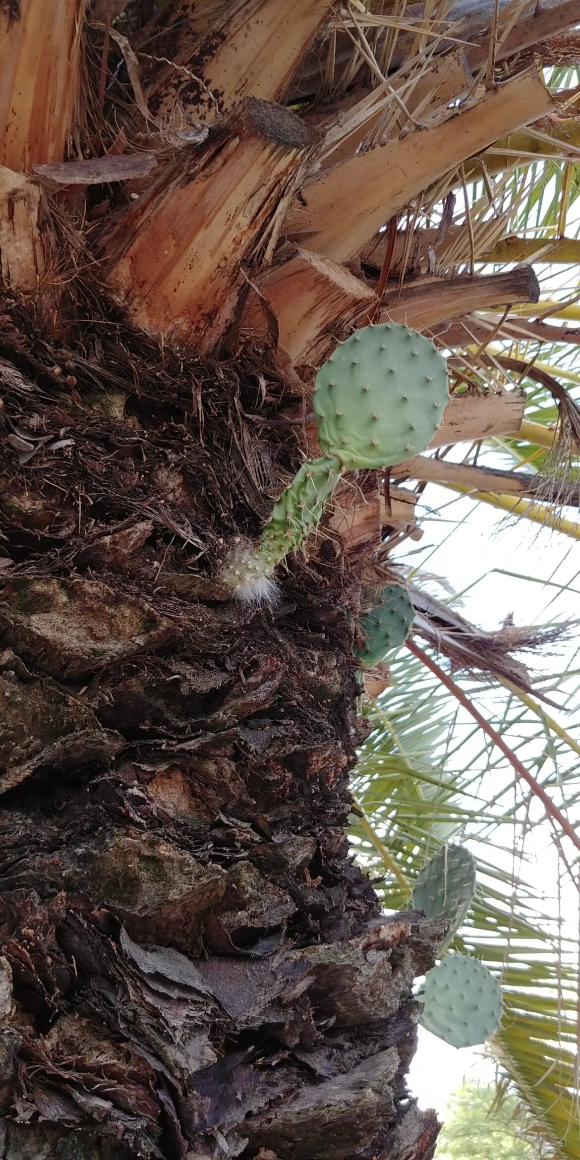Cactus living on palm tree