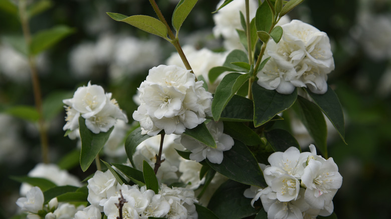 White flowers on mock orange bush