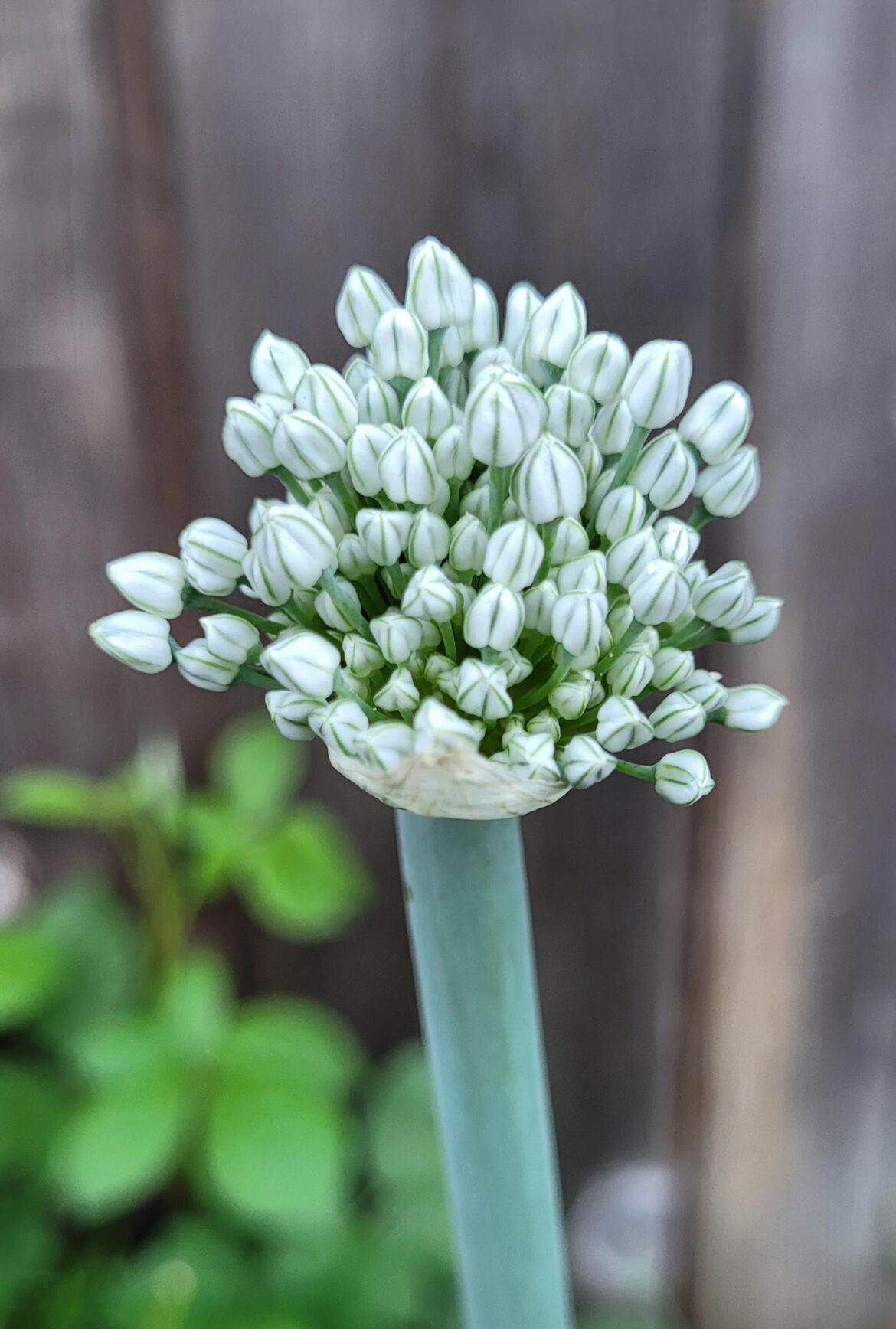 This little universe on a stem 🌰
