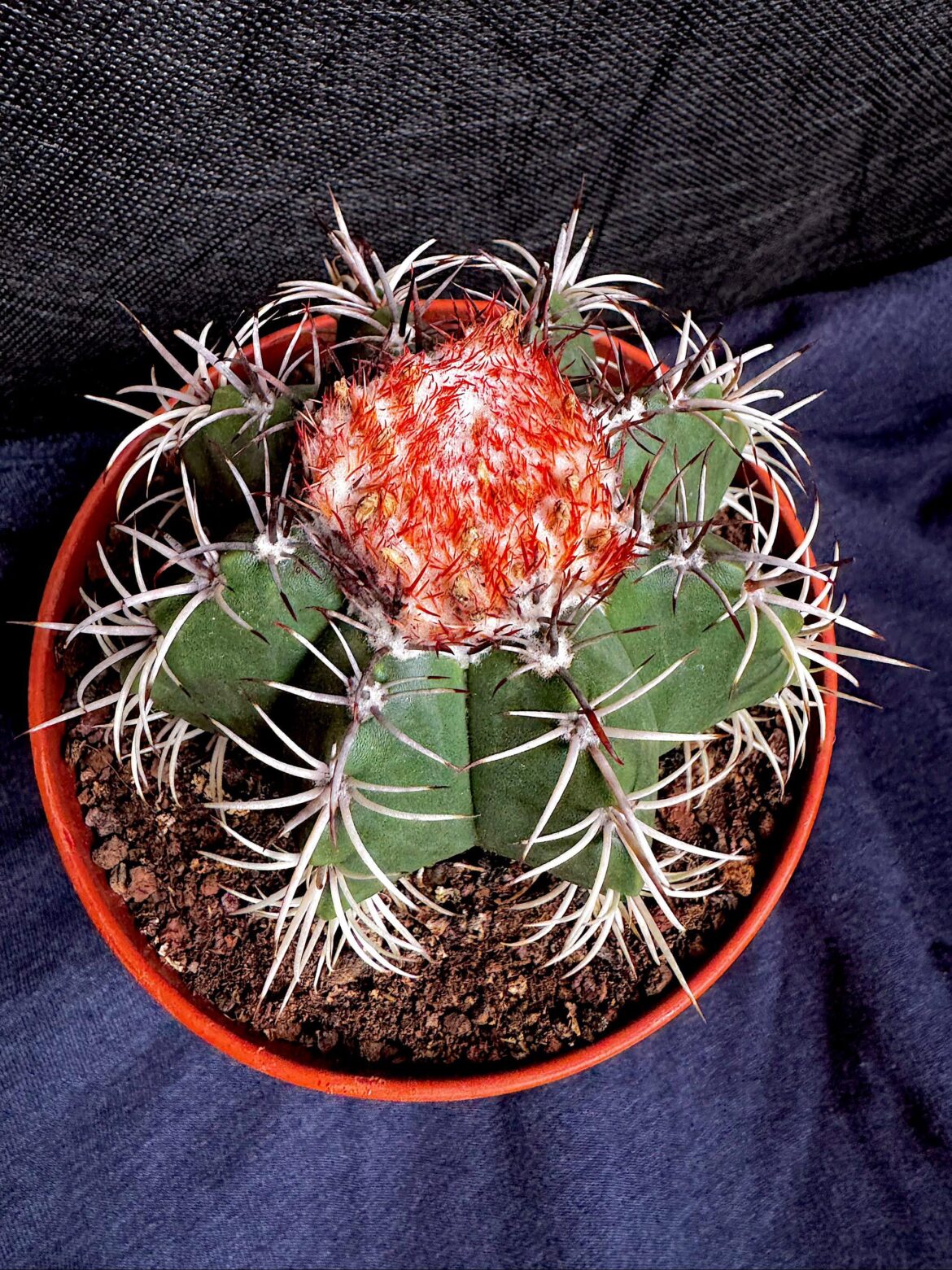 melocactus with cephalium [OC]