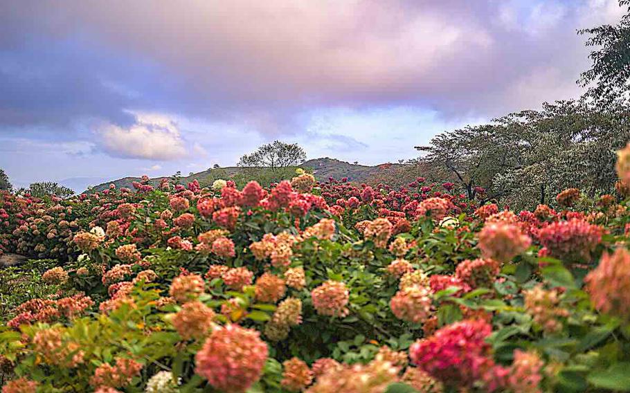 flowers blooming at Mok Hydrangea Garden
