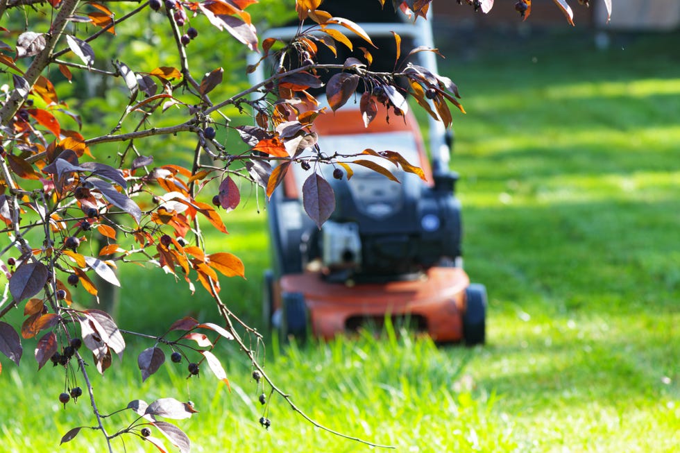 autumn season, lawn mowing in the garden