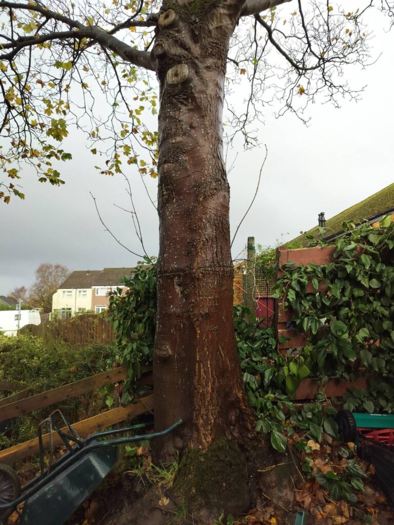 Buying a House With a Large Sycamore Nearby - What Should I Be Worried About & What Reports Do I Actually Need (if any)?