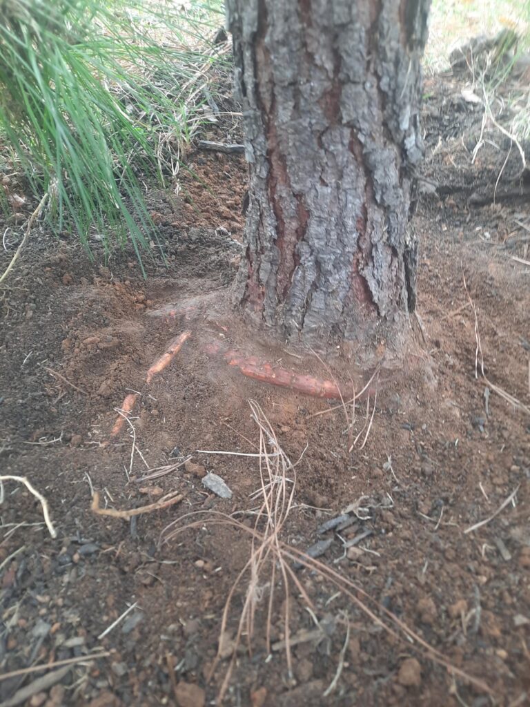 Is this a girdling root? Should it be addressed? Is this a girdling root? Should it be addressed?