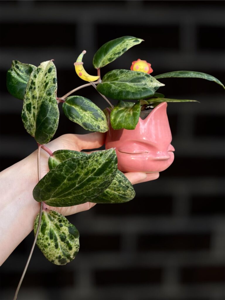 H. ‘Swiffer’s Nightmare’