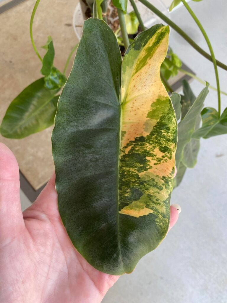Variegated Burle Marx Philodendron?