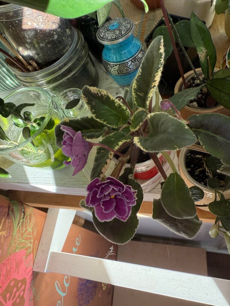 Received these as three-leaf cuttings in July, the progress has been amazing!!
