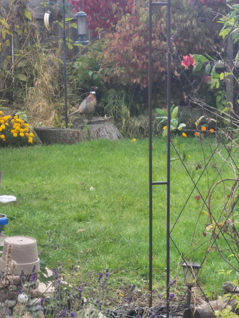 Rescued these guys from the cold Rescued these guys from the cold