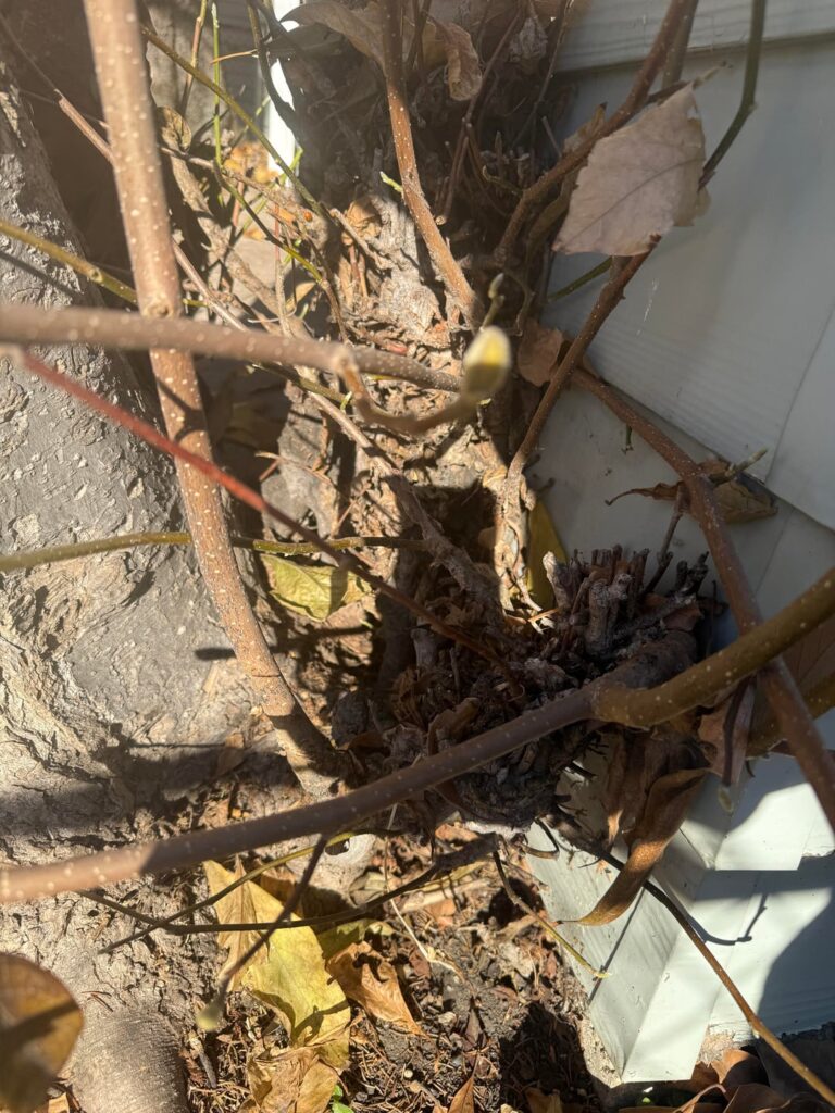 Trying to prop a magnolia Trying to prop a magnolia