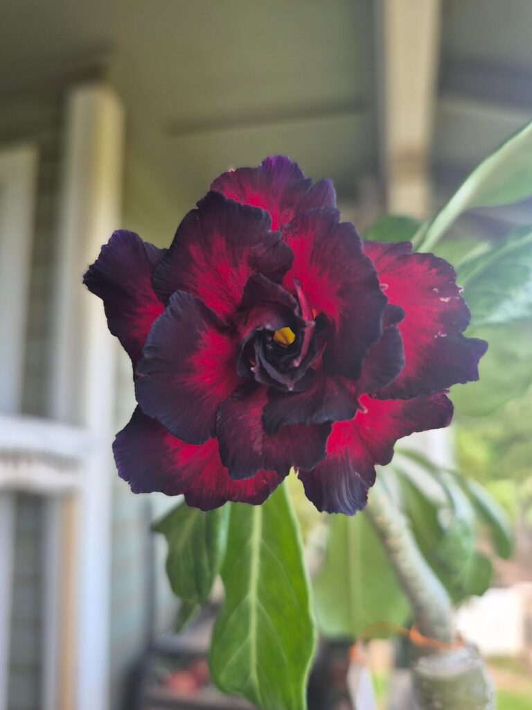 First Desert Rose Bloom ever! First post here ๐ค First Desert Rose Bloom ever! First post here ๐ค