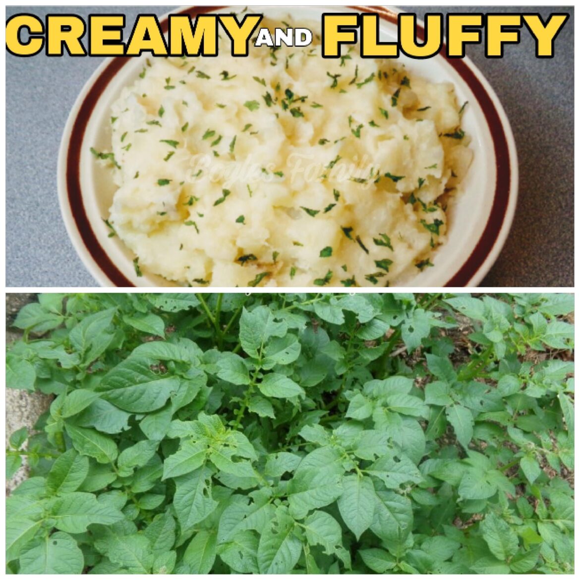 Our Last Potato Harvest and I Made  A Creamy, Fluffy Mashed Potatoes