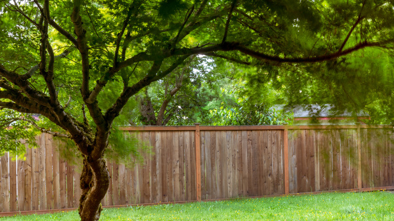 Green maple in a backyard