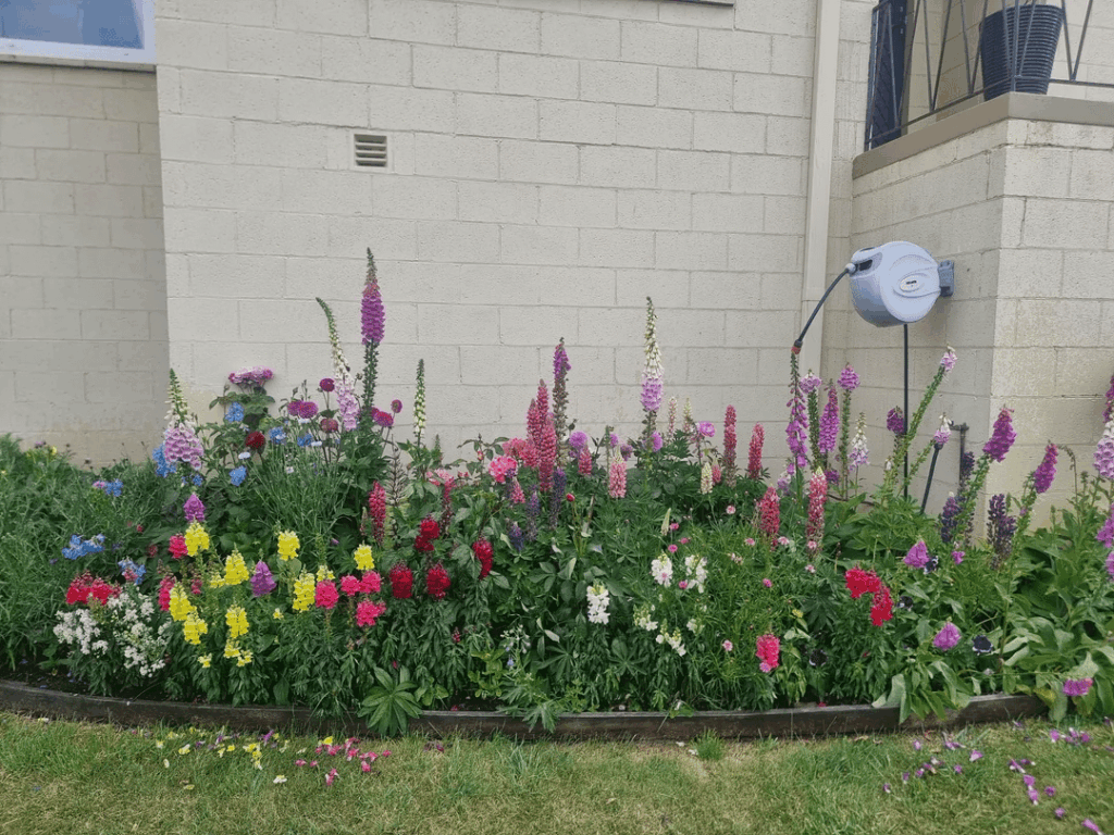 One of my front garden beds 🌸🌹