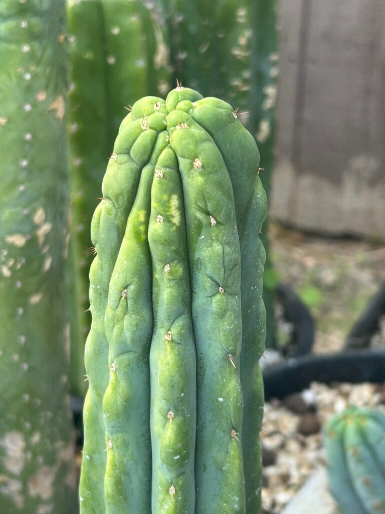 Little something something I’ve been working with :)