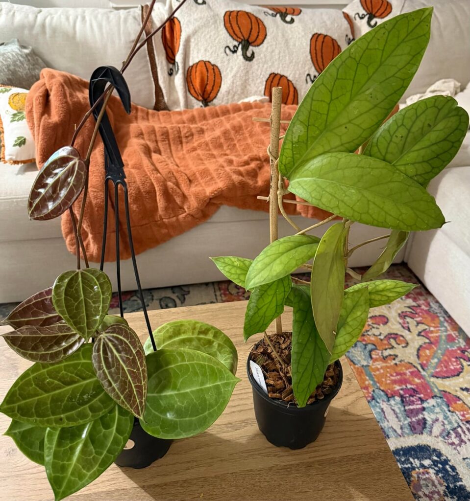 Got these two absolute stunners today 😍