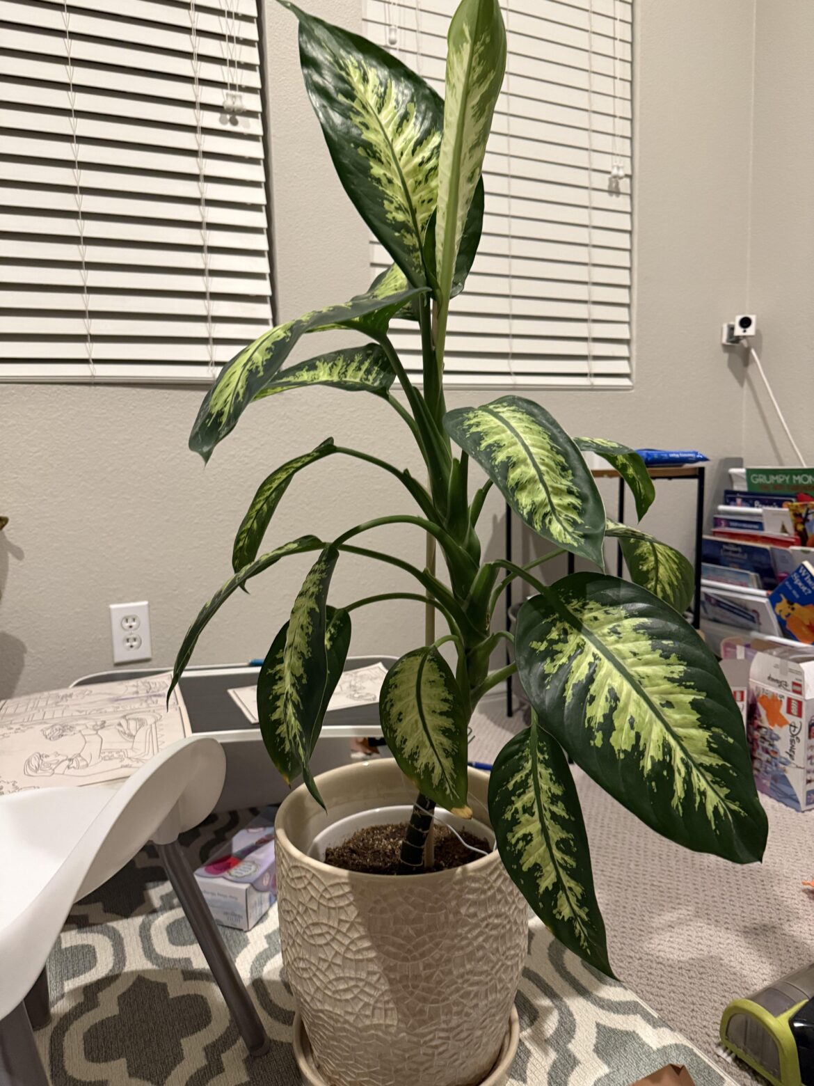 Too tall, should I cut?