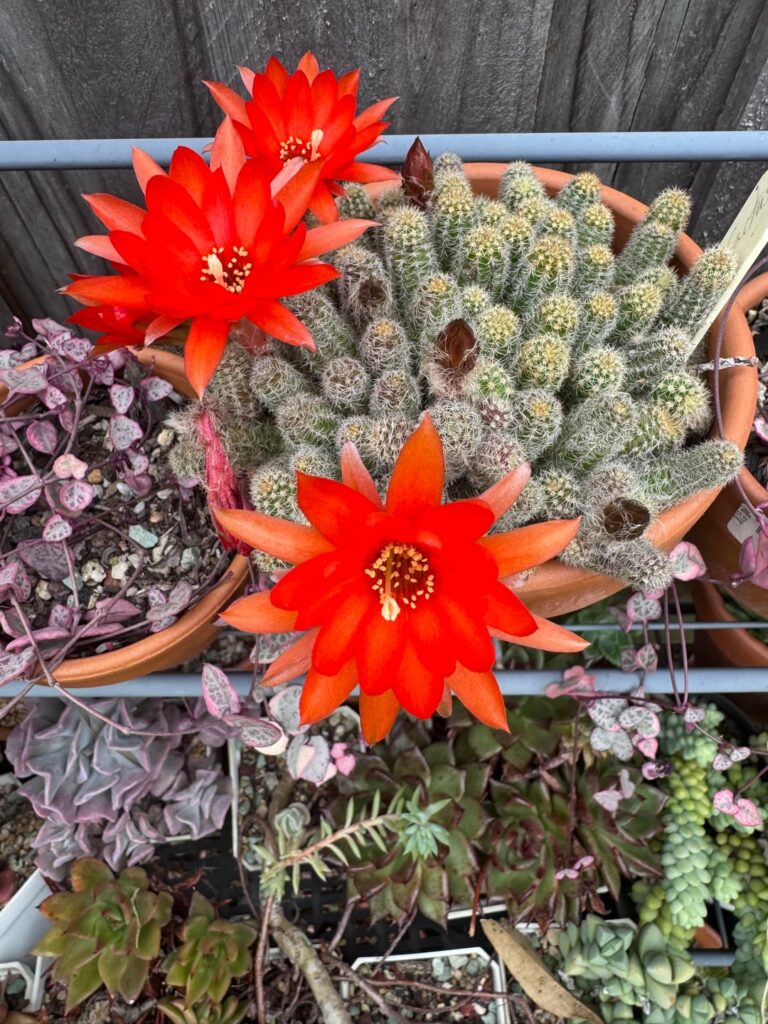 Peanut cactus has some gorgeous flowers