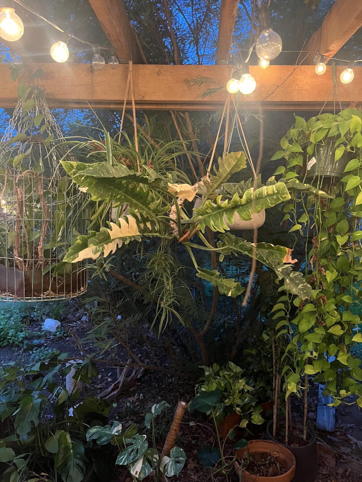 My ring of fire philo 🔥🔥