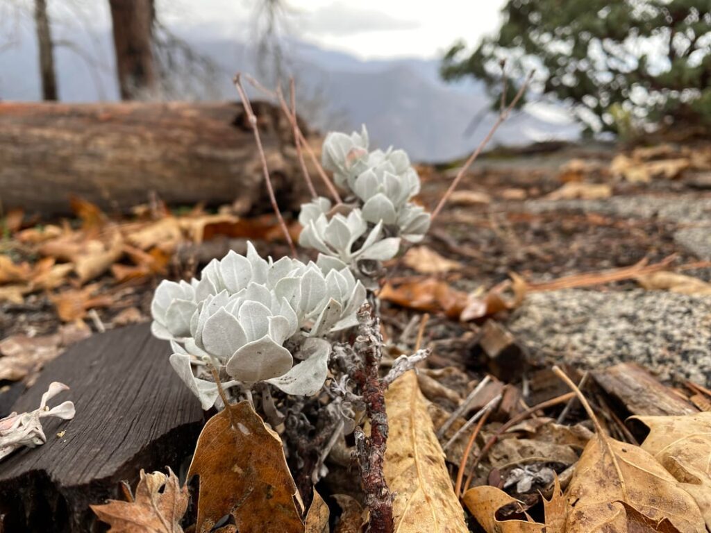 Found around 6k’ elevation in Sequoia NP, California. What is this stunning little thing?!