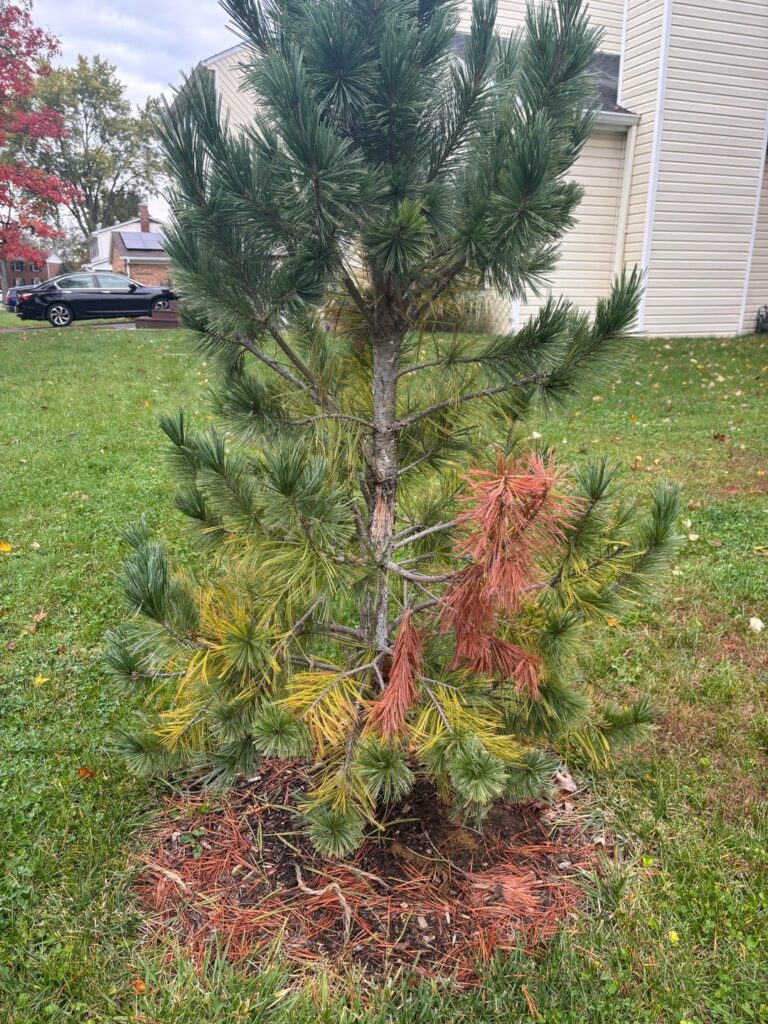 Help! Does anyone know what’s wrong with the my tree?