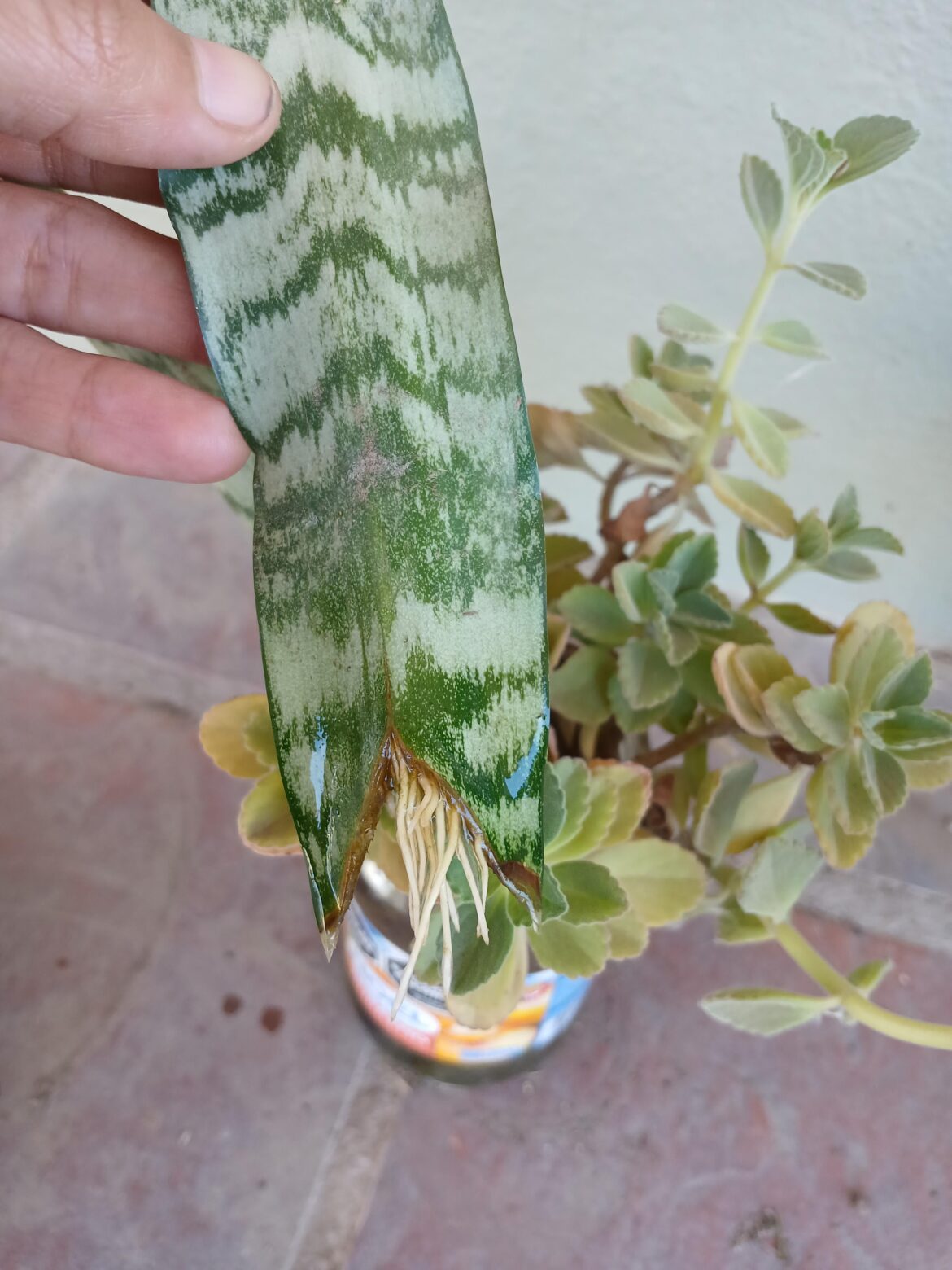 Beautiful and strong roots at last 😍