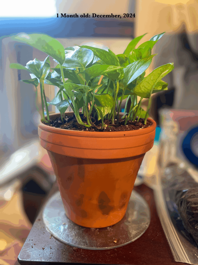 Celebrating our pothos “Nelliel” for her 1st birthday. Celebrating our pothos "Nelliel" for her 1st birthday.