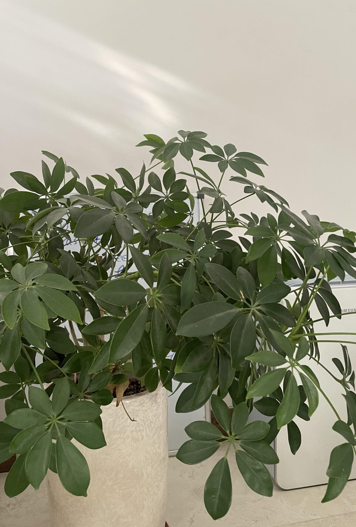 What is this plant name?