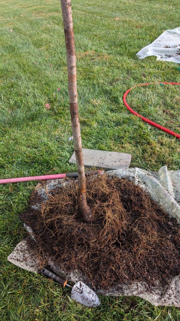 I assume this is the root flare?