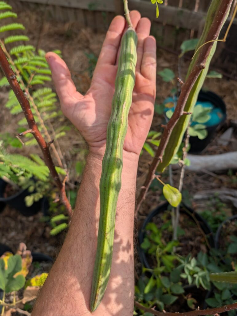 Moringa seed pods