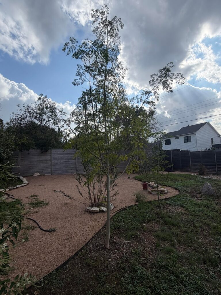 Moringa 7 months seed to Tree Update.. Dog in second pic for size comparison