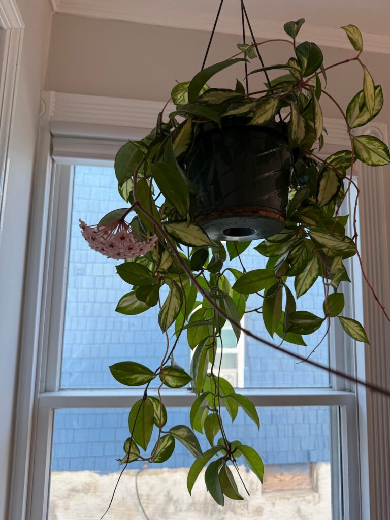 My Hoyas Bloomed after 7 years :’)