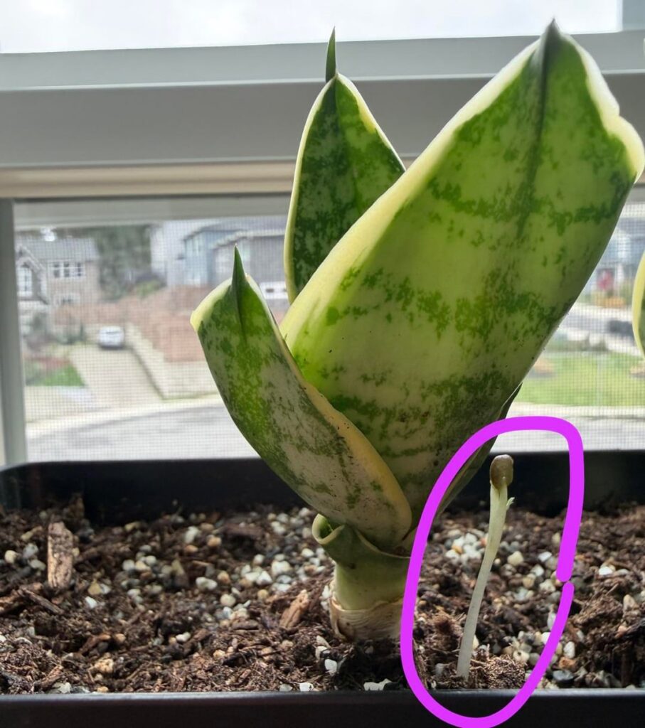 What is growing from my snake plant?
