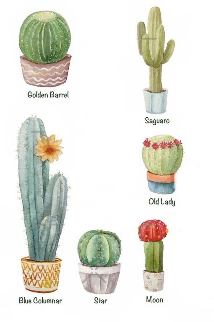 I’d like to create a succulent sculpture; please vote your favorite to help me motivate