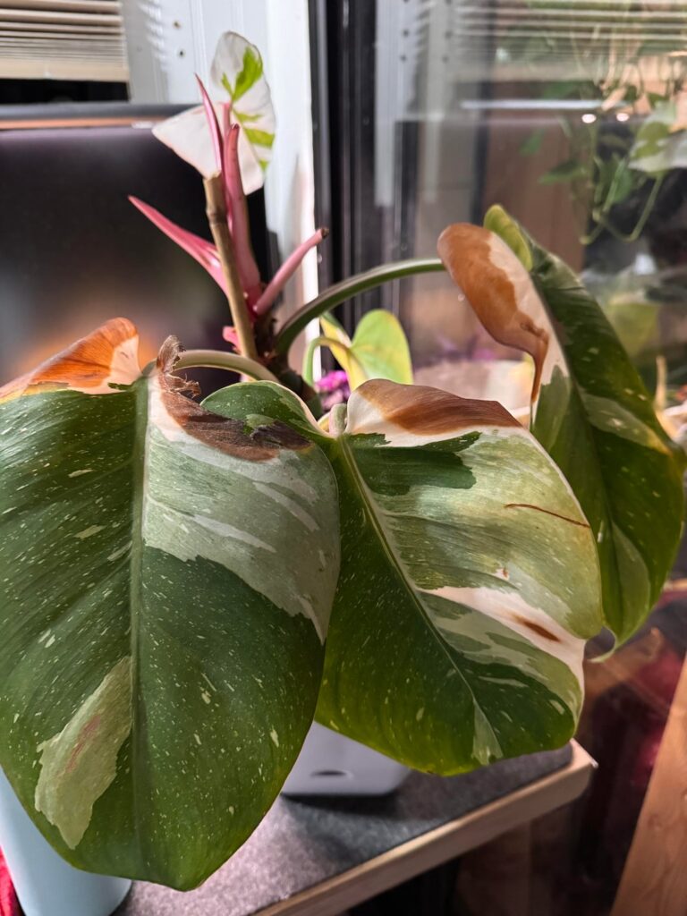 Any idea what might be causing this?