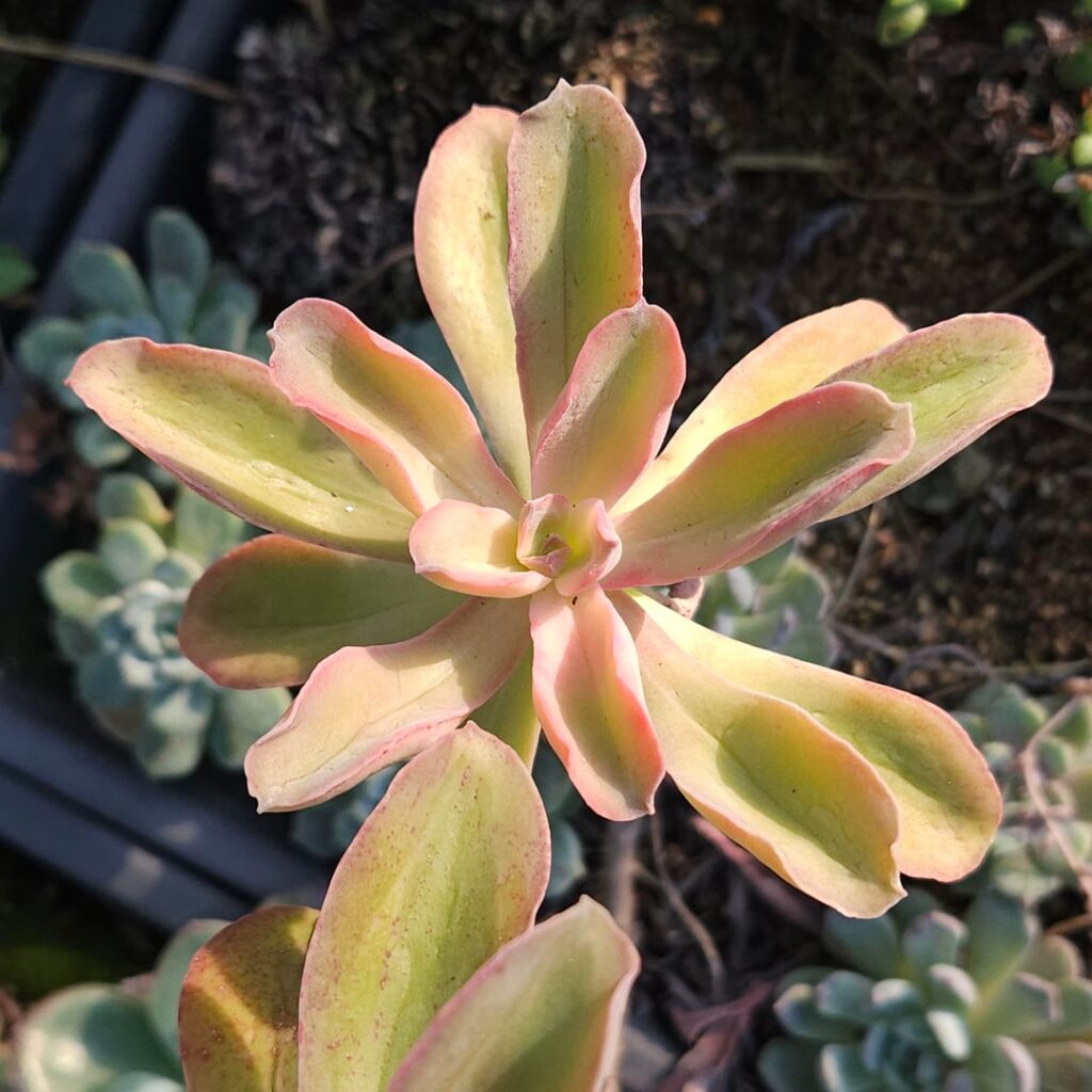 Echeveria bicolor var. bicolor [Echeveria bicolor var. bicolor (Kunth) Walther, 1935]