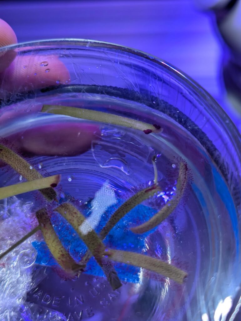 Drosera capensis leaf cutting propegation questions