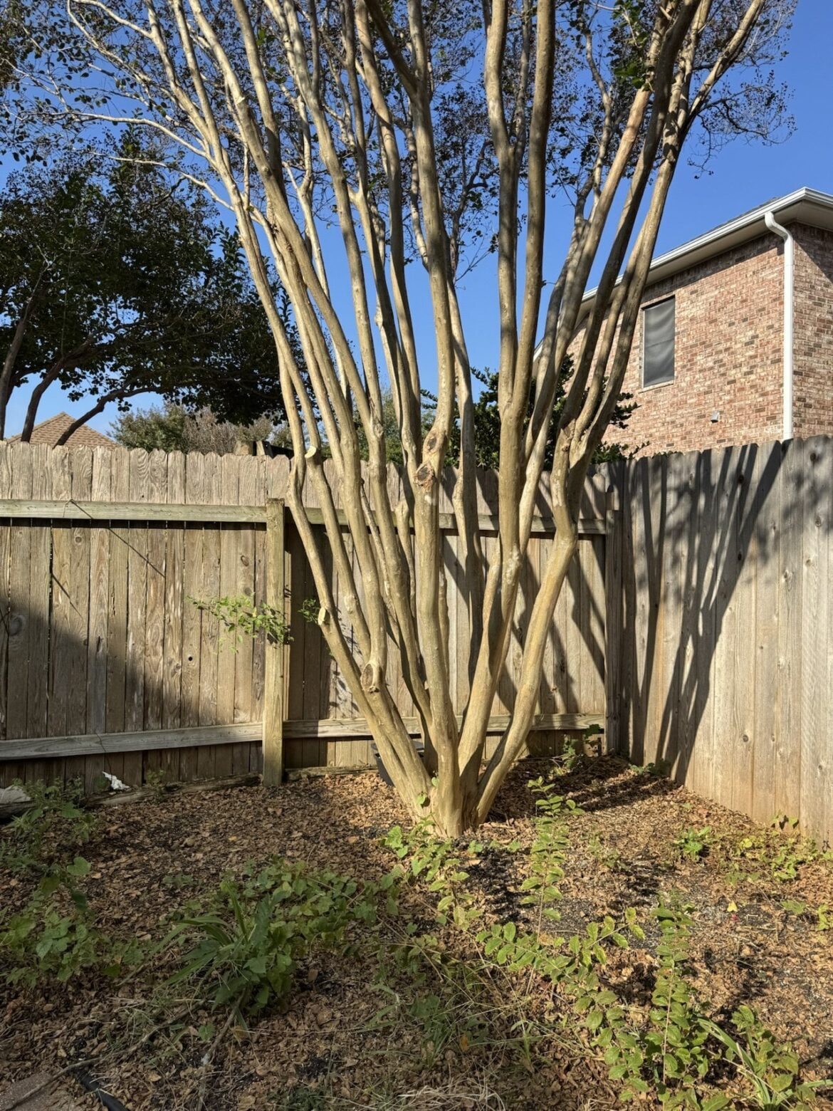 Crepe Myrtle Scale and Aphid