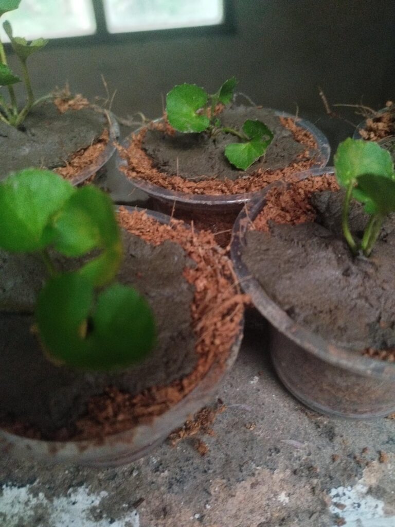 How I Started Growing Gotu Kola at Home. The Little Leaf That Heals from Within