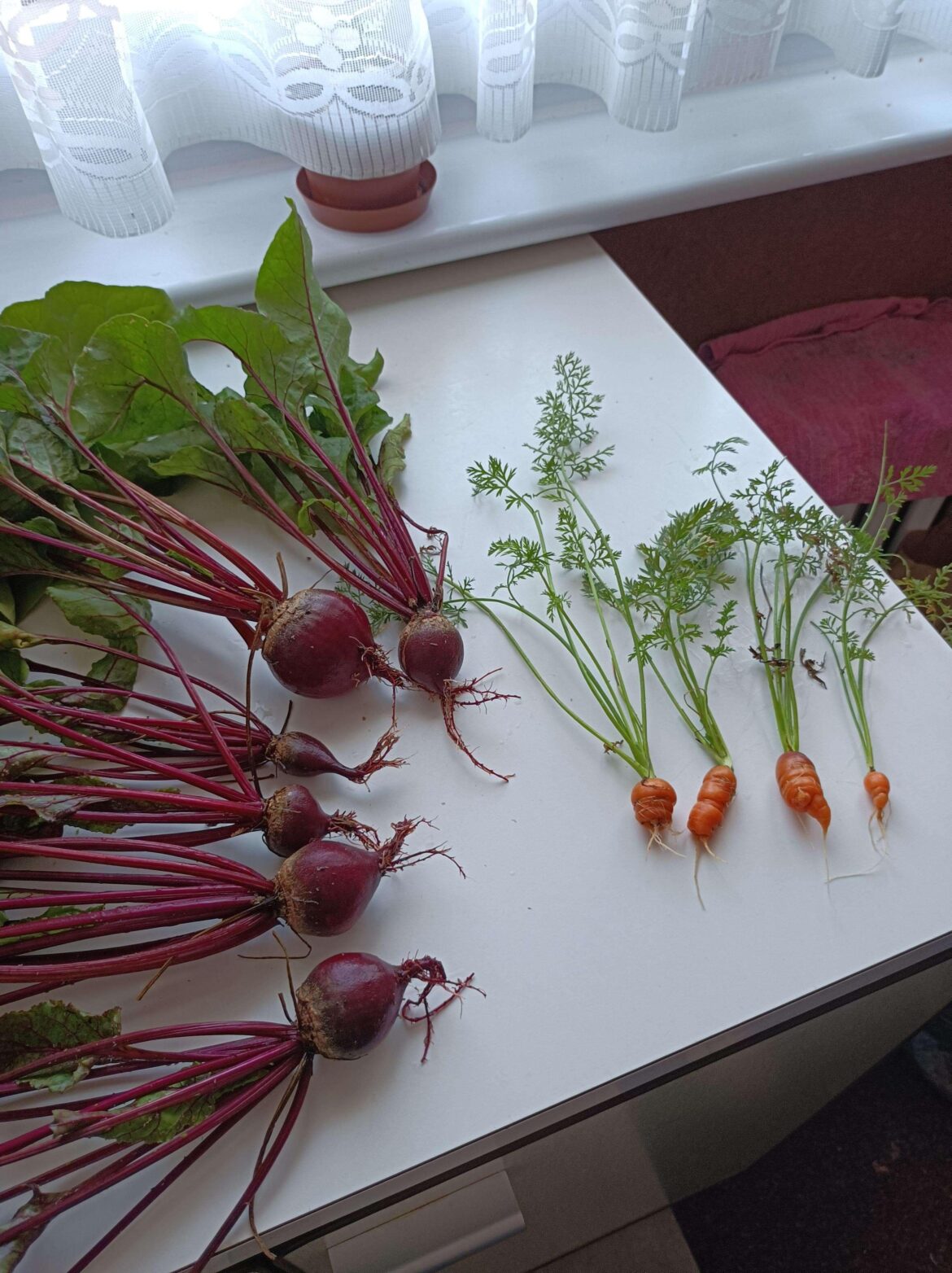 First attempt at growing from seed in a root bag. Not mad 😂