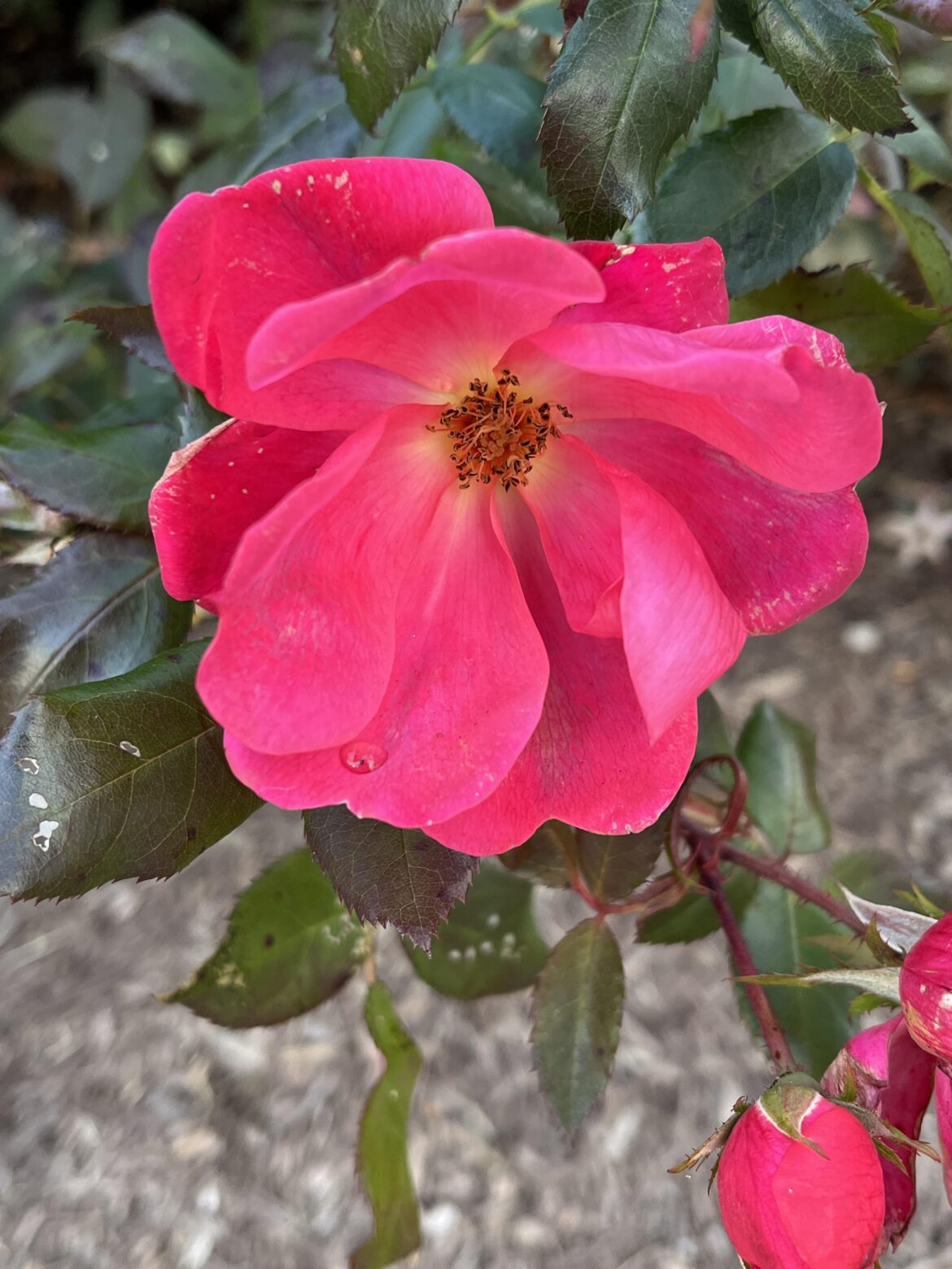 Rose (oc)
