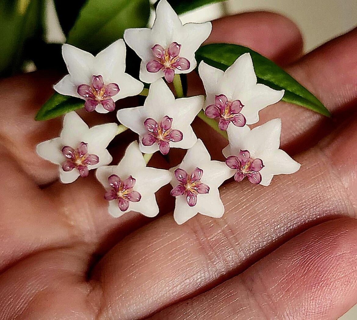 My Blooming Hoya bella!