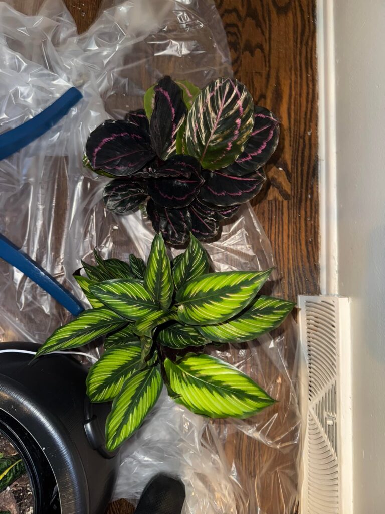 New plant owner. Just got 2 calatheas New plant owner. Just got 2 calatheas