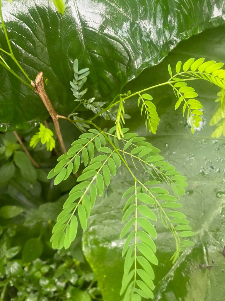 Do you guys know what plant this is?